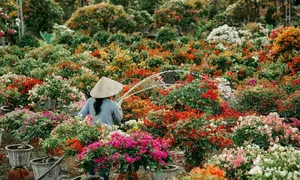 Xác lập đường hoa dài nhất Việt Nam tại hội hoa Chợ Lách