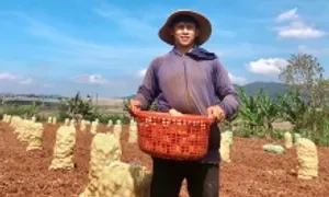 Du học dang dở, 9x về quê làm nông nghiệp thu tiền tỷ Du học dang dở, 9x về quê làm nông nghiệp thu tiền tỷ