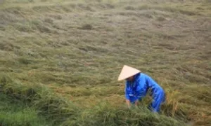 Hơn 1.600 ha lúa bị gãy đổ sau mưa giông ở miền Trung
