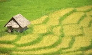 Mùa gặt trên ruộng bậc thang núi Ngọc Linh Mùa gặt trên ruộng bậc thang núi Ngọc Linh