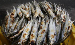 Nghề nướng cá trích Nghề nướng cá trích