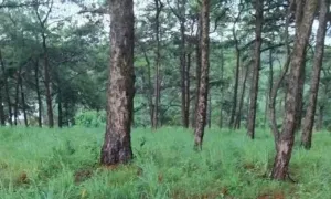 Đi dã ngoại phát hiện bộ xương người trên đồi thông Đi dã ngoại phát hiện bộ xương người trên đồi thông