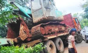 Ôtô tông chết 18 con bò