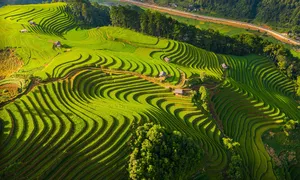 Lịch dự kiến mùa lúa chín 2025 Lịch dự kiến mùa lúa chín 2025