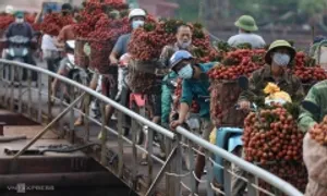 Xuất khẩu vải thiều tăng gấp ba cùng kỳ Xuất khẩu vải thiều tăng gấp ba cùng kỳ