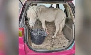 Tranh cãi việc chở ngựa lùn trong cốp xe ở Đức