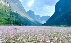 Lang thang miền Bắc theo mùa hoa dịp cuối năm